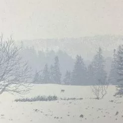 Art Prints The Call Of The Wild - 2011 Dan McCarthy Poster Art Print