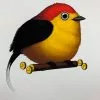 Fat Bird - 2019 Mike Mitchell Poster Wire-tailed Manakin 1st Art Prints 1 Fat Bird - 2019 Mike Mitchell Poster Wire-tailed Manakin 1st Art Prints