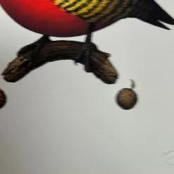 Art Prints Fat Bird - 2020 Mike Mitchell Poster Yellow Fronted Woodpecker AP