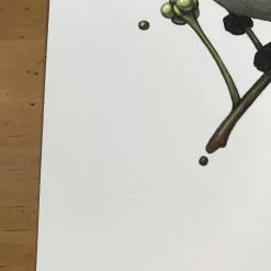 Fat Bird - 2017 Mike Mitchell Poster Himalayan Bulbul Art Prints 15 Fat Bird - 2017 Mike Mitchell Poster Himalayan Bulbul Art Prints