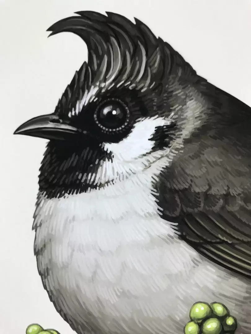 Fat Bird - 2017 Mike Mitchell Poster Himalayan Bulbul Art Prints 4 Fat Bird - 2017 Mike Mitchell Poster Himalayan Bulbul Art Prints