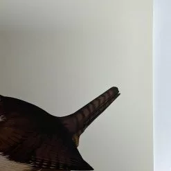 Fat Bird - 2019 Mike Mitchell Poster Carolina Wren Variant