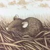 Brown Rat (Rattus Norvegicus) - 2015 Justin Santora Poster Art Print 2 Brown Rat (Rattus Norvegicus) - 2015 Justin Santora Poster Art Print