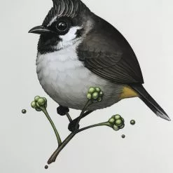 Fat Bird - 2017 Mike Mitchell Poster Himalayan Bulbul Art Prints
