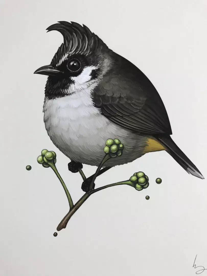 Fat Bird - 2017 Mike Mitchell Poster Himalayan Bulbul Art Prints 3 Fat Bird - 2017 Mike Mitchell Poster Himalayan Bulbul Art Prints