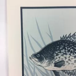 Black Crappie (Pomoxis Nigromaculatus) - 2015 Justin Santora Poster Art Print