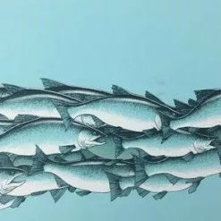 Art Prints Salmon Run - 2015 Justin Santora Poster Art Print